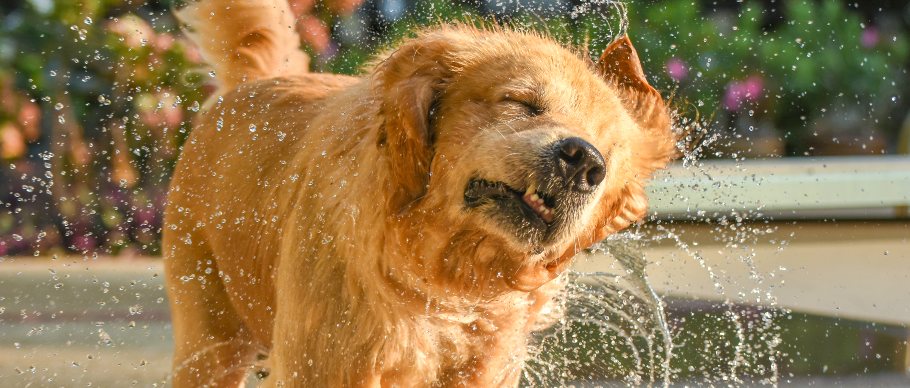 golden retriever shaking water from its ears