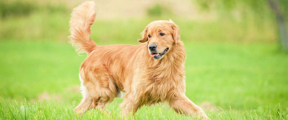 Dog running outside
