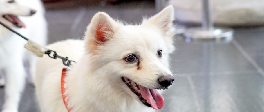 white dog on leash with tear stains