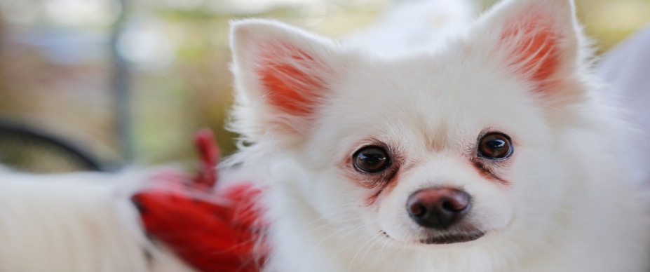 white dog with tear stains