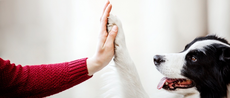 dog high-fiving human