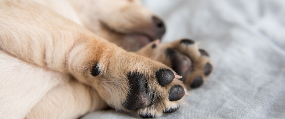 5 Reasons Your Dog Has Dry Paws and How to Help