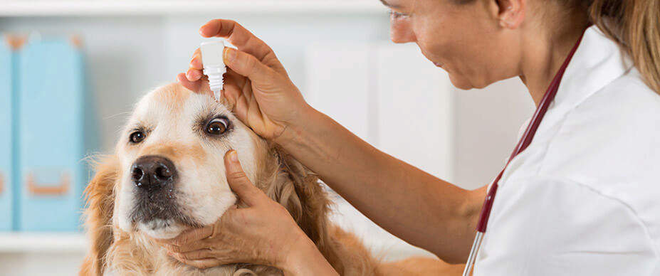 Veterinarian putting eye drops in dogs eyes
