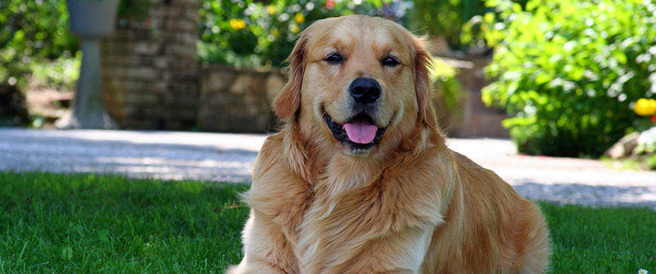 Dog laying in grass looking into camera