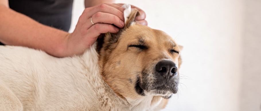 cleaning a dog's ear 