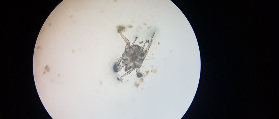 ear mite under microscope