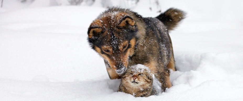 dog and cat in snow