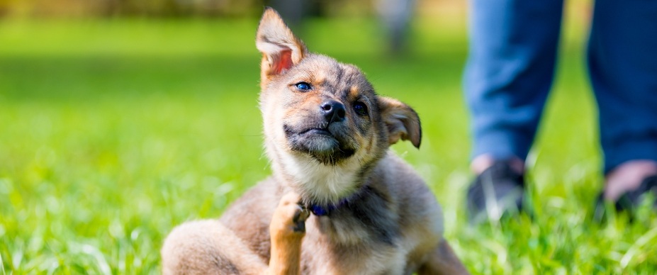 my-dog-has-fleas