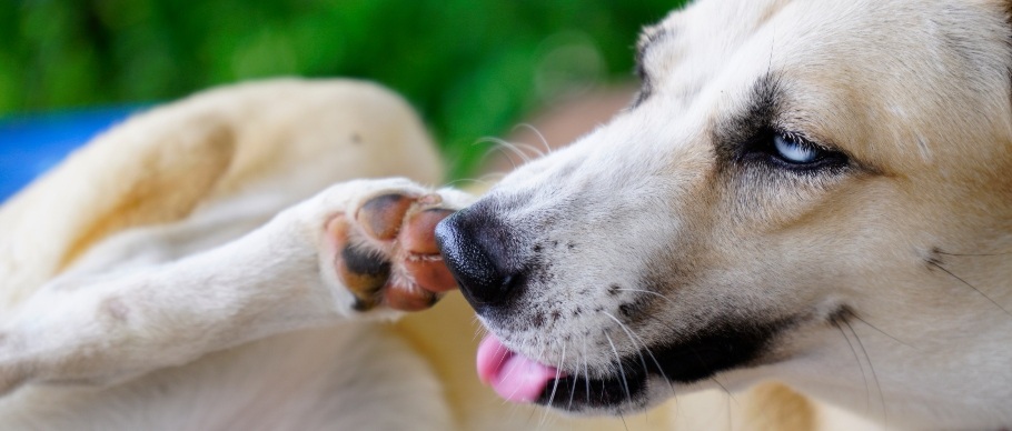dog licking paw