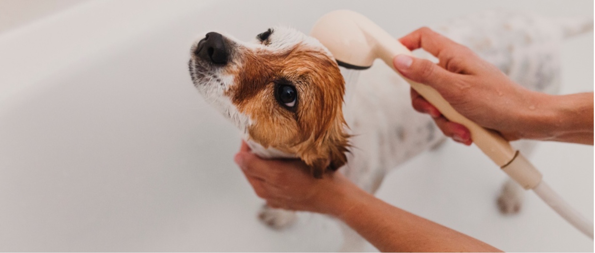A person washing a dog
