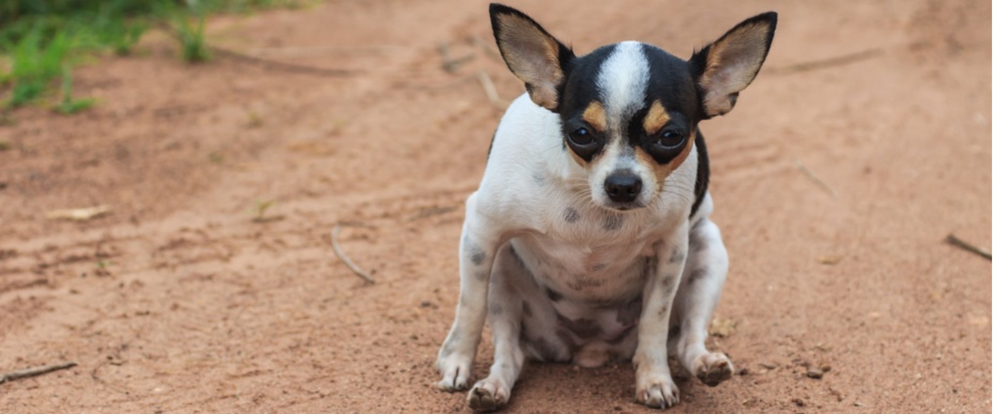dog-scooting-on-dirt