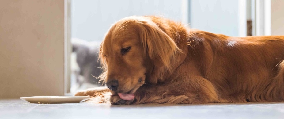 golden retriever licking paw