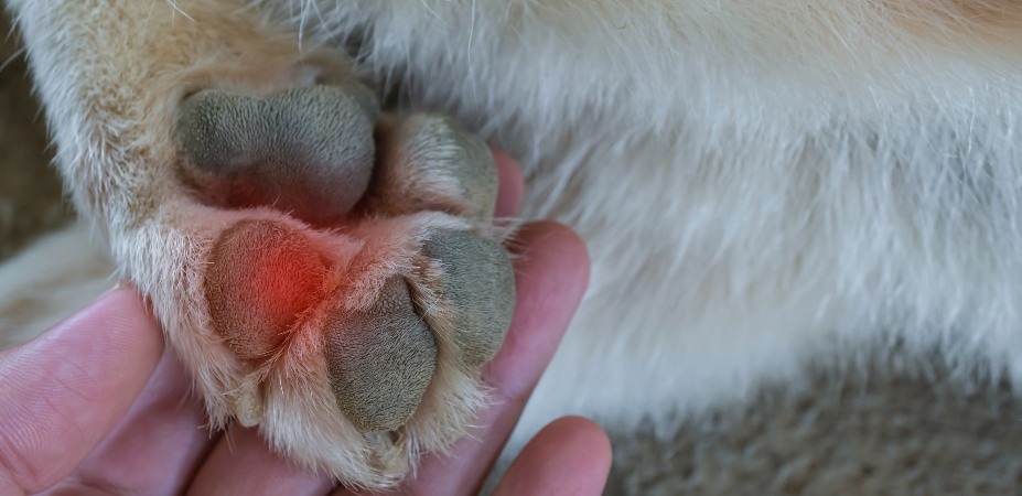 why do dogs lick your feet all the time