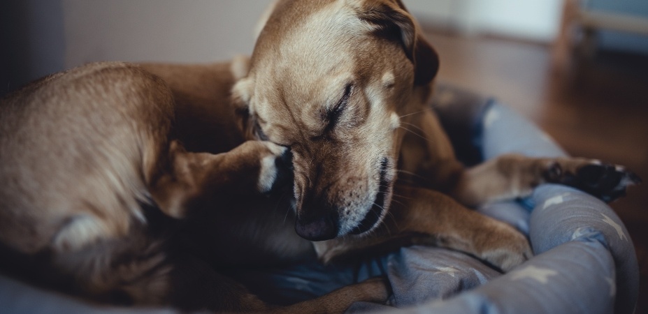 why do dogs lick your feet all the time