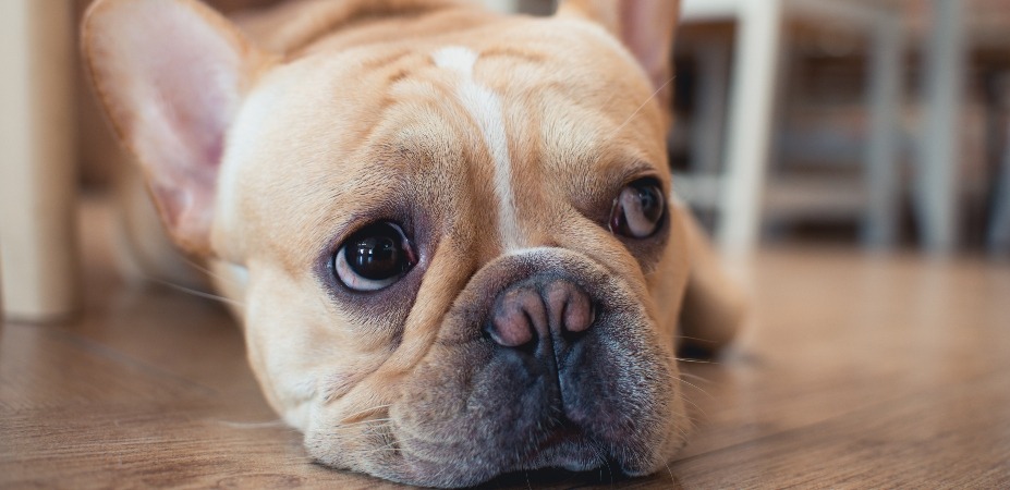 Why Do French Bulldogs Bite Their Paws