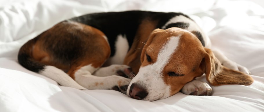 beagle sleeping on bed