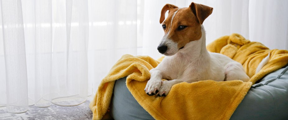 jack russell terrier on bed