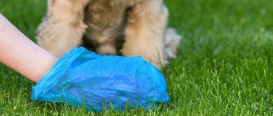 dog poop bag