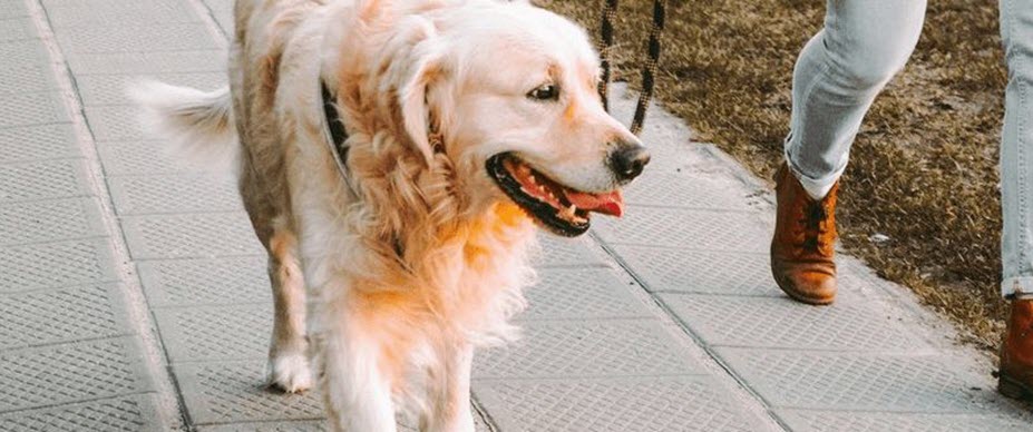 why do dogs watch you while they poop