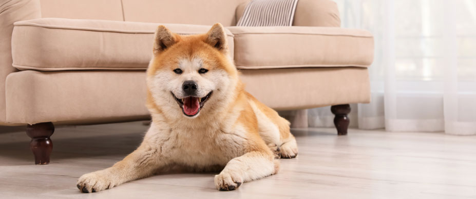 dog lies on ground next to beige couch