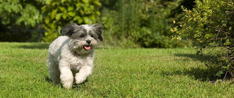 Dog running in yard