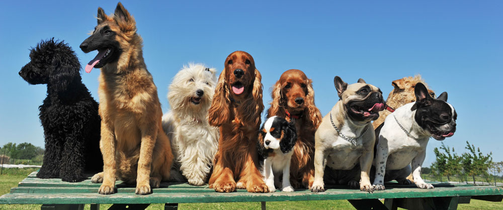 A row of nine dogs of various breeds and sizes, sitting in a row on a bench outside at a park.