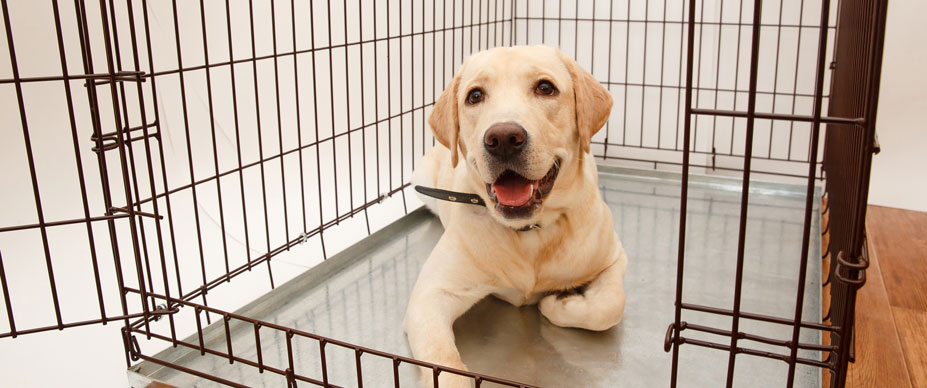 A Labrador puppy sits in a dog crate