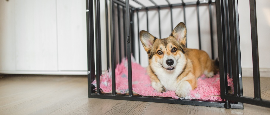 Positive reinforcement shop crate training