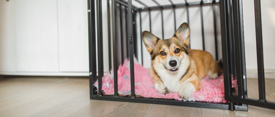 Why and how should I crate train my dog? – RSPCA Knowledgebase