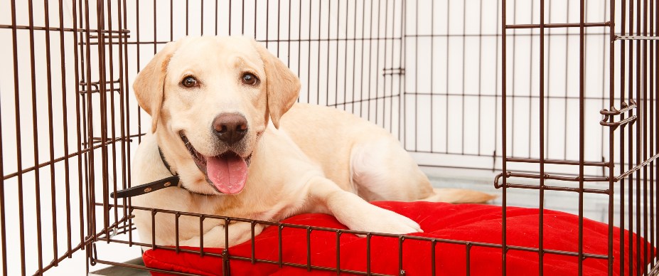 dog in crate