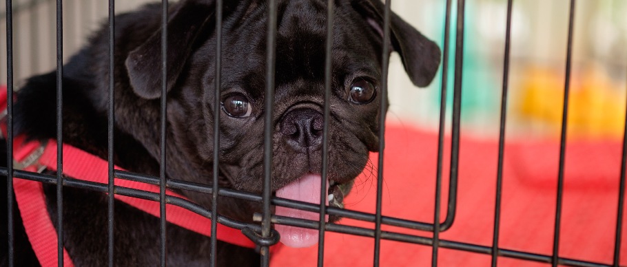 Fenzi Dog Sports Academy - LS135: Crate Training Dogs: Happy Crating for  Life