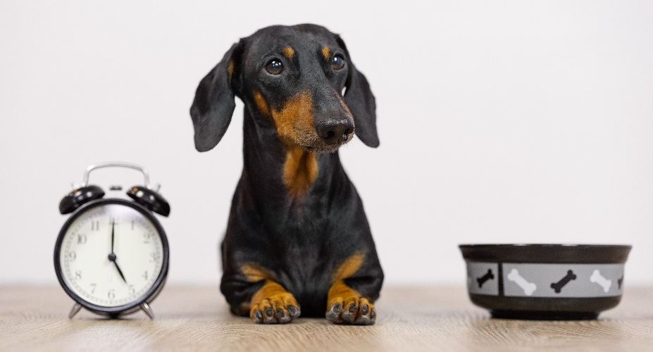 Dachshund sitting on the floor with a clock and food bowl