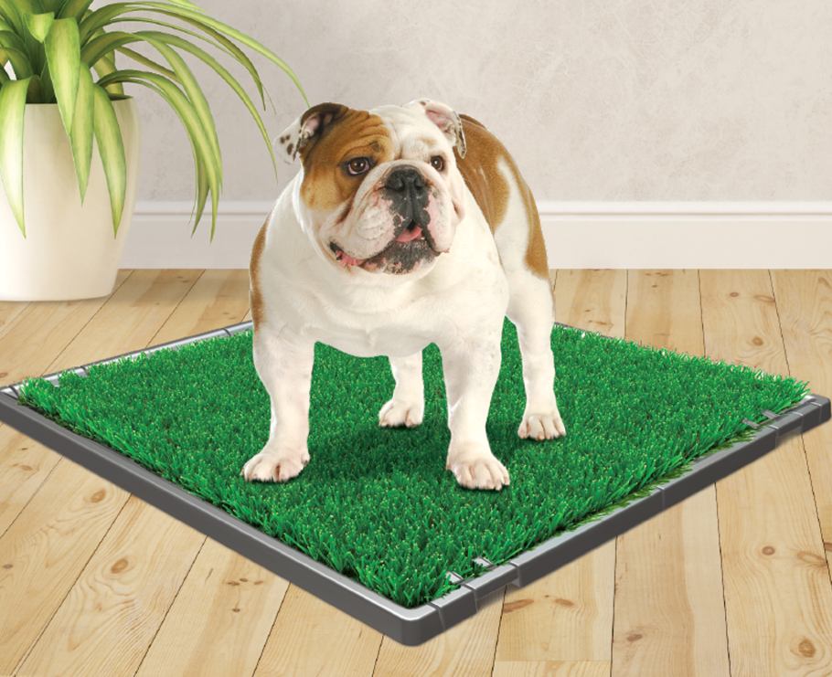 dog standing on a wee-wee grass patch
