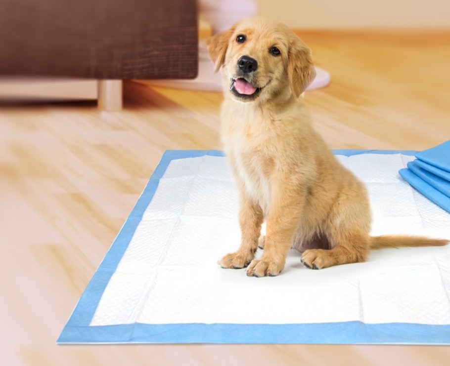 dog-sitting-on-wee-wee-pad
