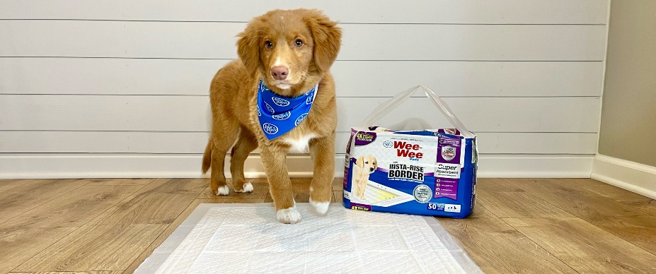 puppy with super absorbent insta-rise border wee-wee pads