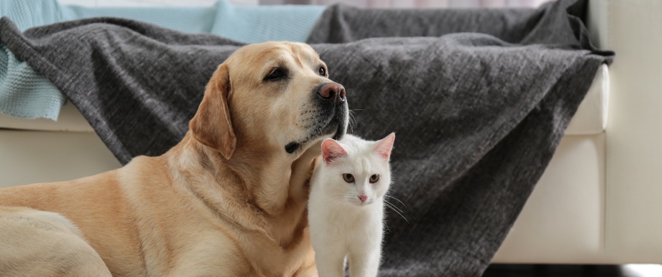 yellow lab dog and domestic shorthair cat together on the floor near a couch