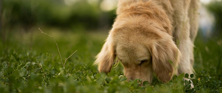 dog sniffing grass