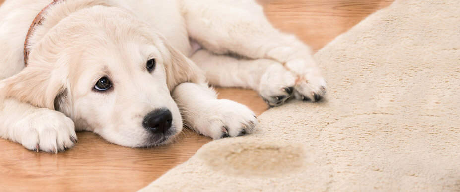 Dogs and House Soiling