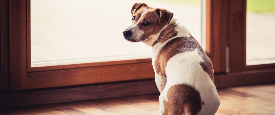 Dog by back door