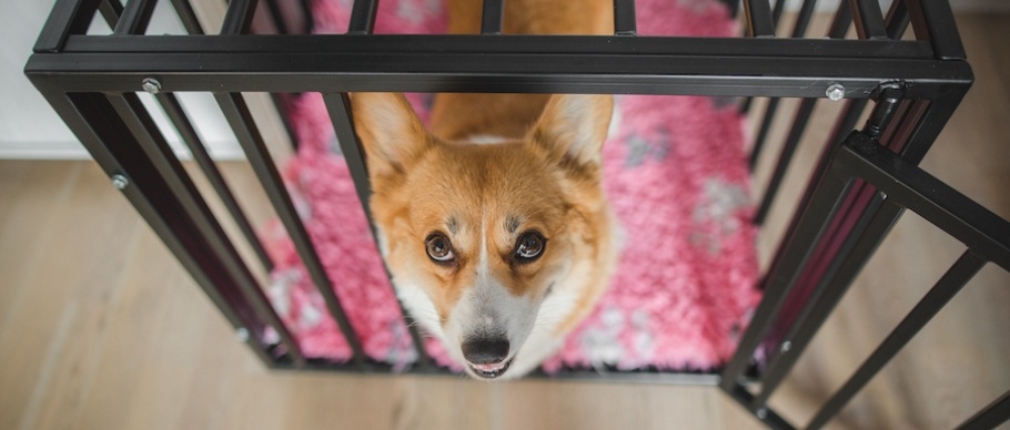 Dog looking up from inside crate