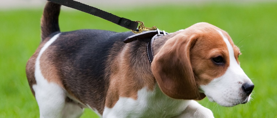 beagle with four paws dog training lead