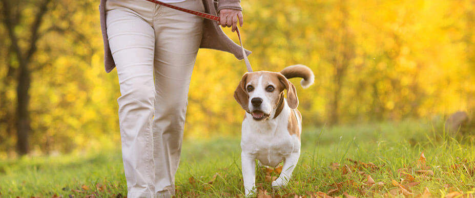 step 1 of leash walking: teach your dog to follow pressure, not resist