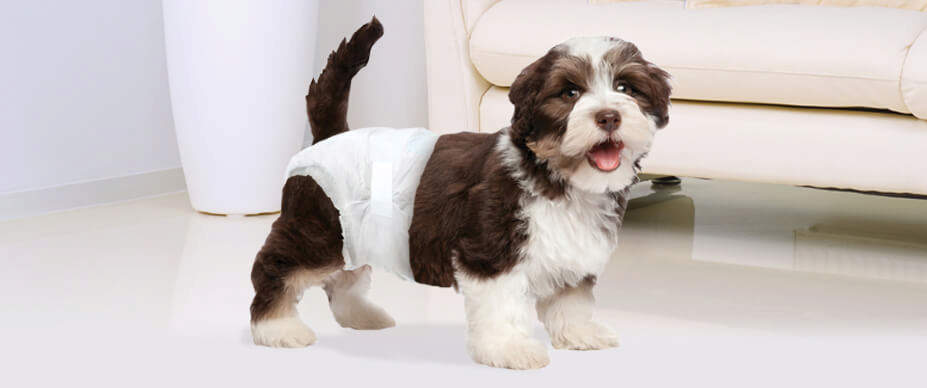 mall brown and white dog standing in a dog diaper next to a white couch