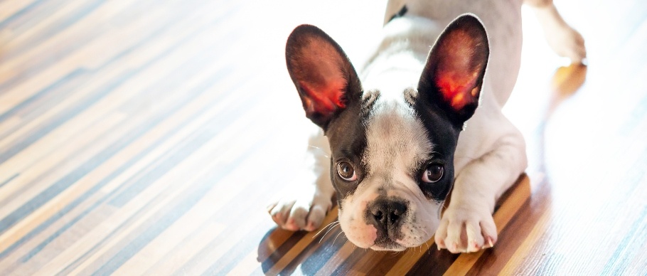 French bulldog