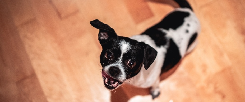 Dog or Dog — How to Potty Train your Puppy and Mistakes we make
