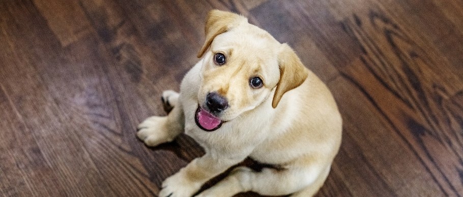 happy labrador retriever