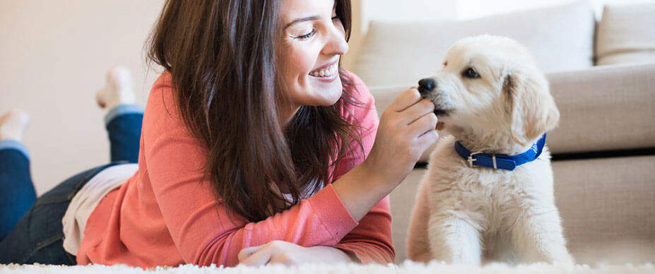 Woman and puppy playing