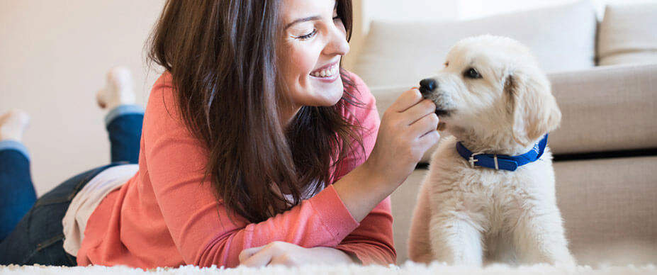 Puppy-proofing Your Home - PAWS