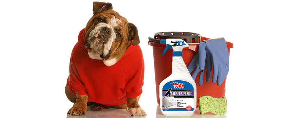 Dog with red sweater looking at camera next to bucket with cleaning supplies
