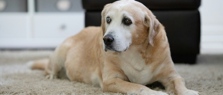 Senior yellow Labrador retriever dog lying on a carpet
